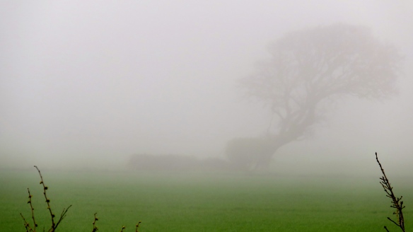 Tree in sea mist  2