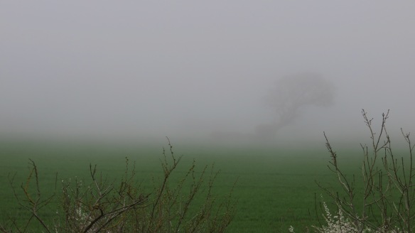 Tree in sea mist  3