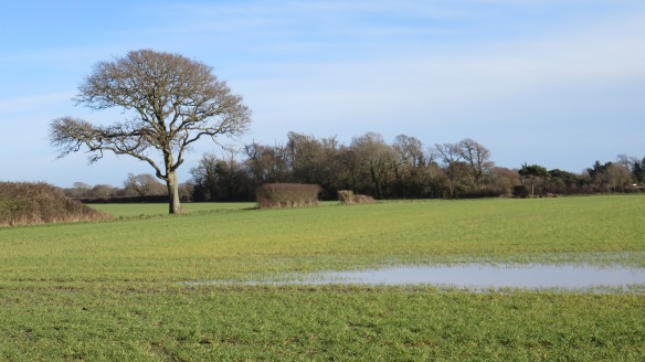Tree in waterlogged field
