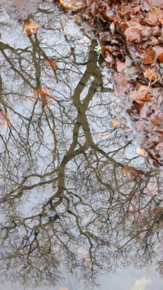 Tree reflected in pool 12.12