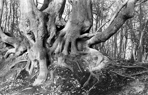 Tree roots 1982