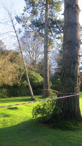 Tree taped off