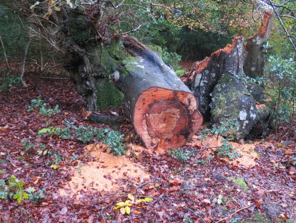 Tree trunk sawn