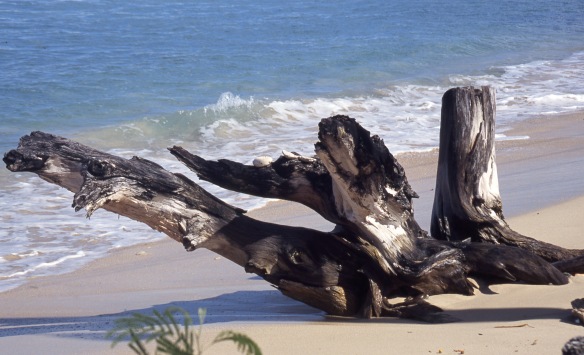 Tree trunks on beach 3