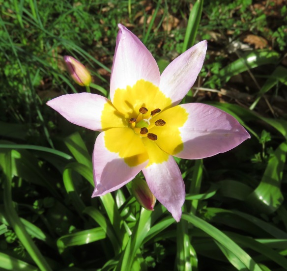 tulipa saxatilis lilac wonder