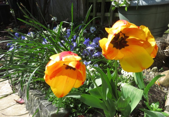 Tulips and pansies