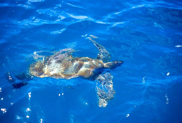 Turtle swimming 1