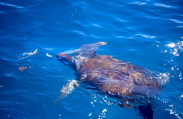 Turtle swimming 2