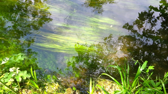 Underwater reeds