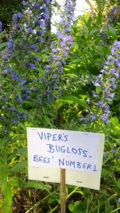 Viper's bugloss
