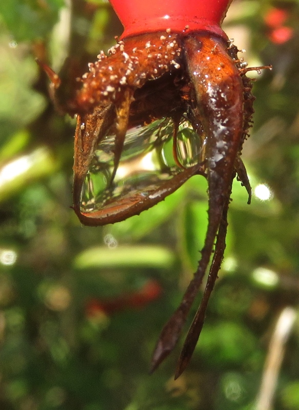Water droplet on rose hip