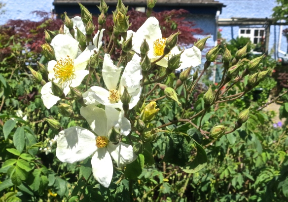 White bush rose