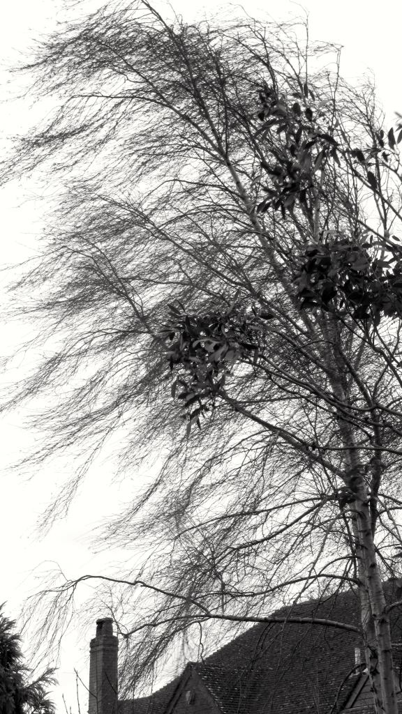 Windswept birch
