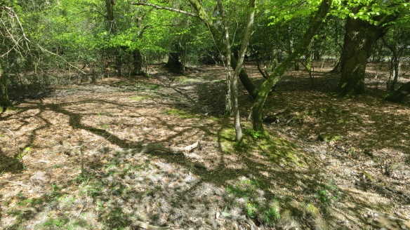 Woodland near Rufus Stone