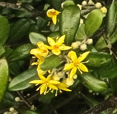 Yellow flowered shrub - Version 2
