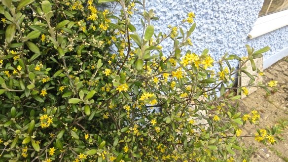 Yellow flowered shrub