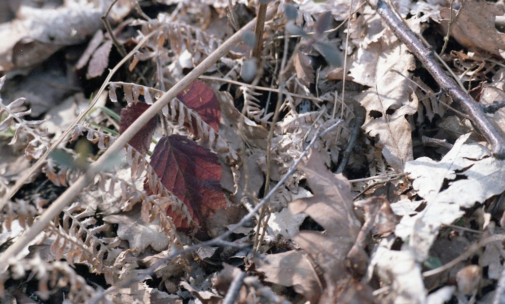 Bracken and autumn leaves 1986