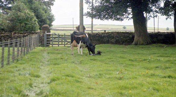 Cow with newborn calf 18.8.92 1