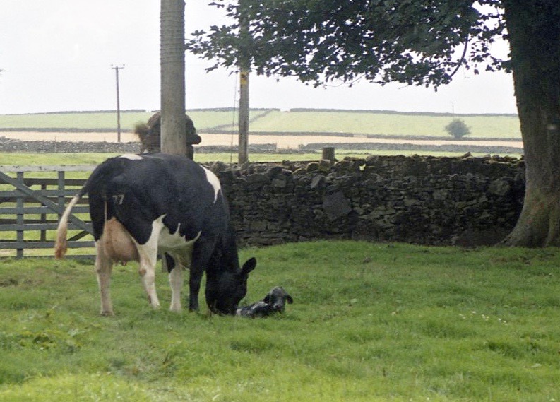 Cow with newborn calf 18.8.92 2