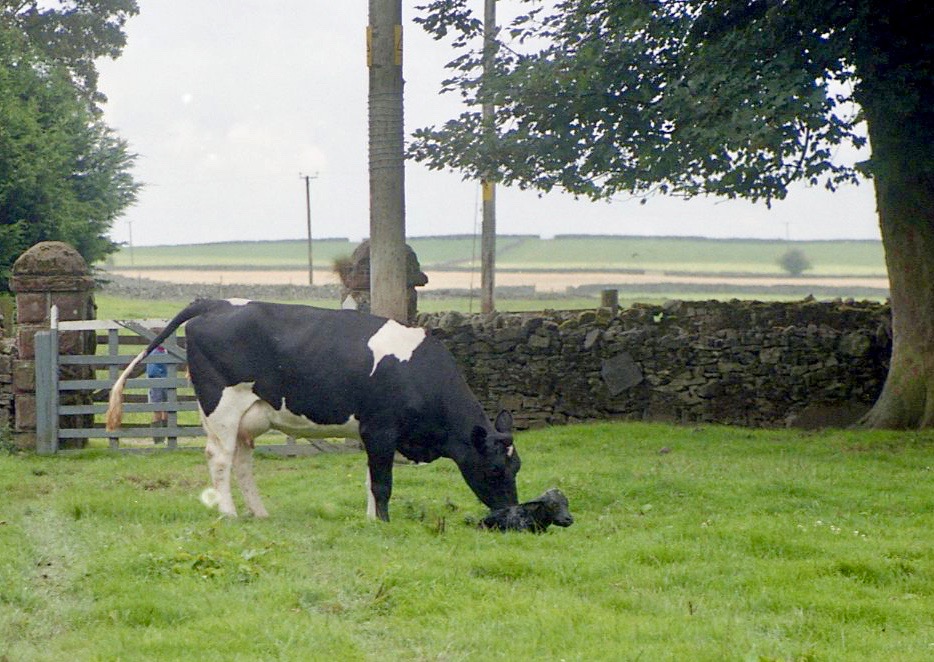 Cow with newborn calf 18.8.92 5