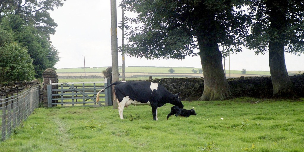 Cow with newborn calf 18.8.92 9