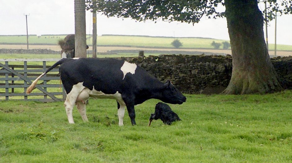 Cow with newborn calf 18.8.92 10