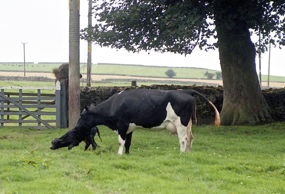 Cow with newborn calf 18.8.92 11