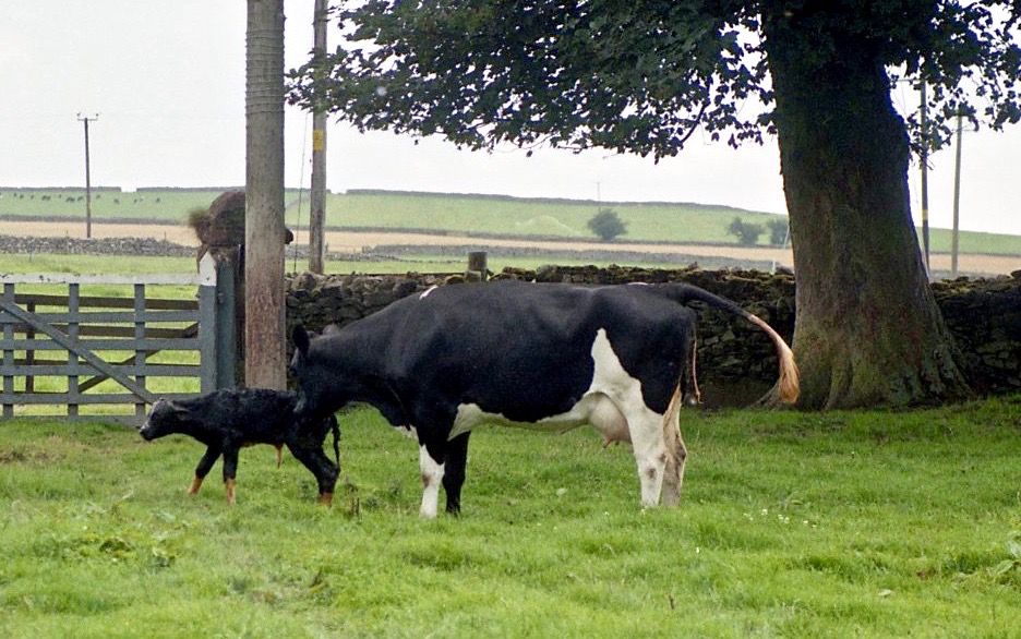Cow with newborn calf 18.8.92 12
