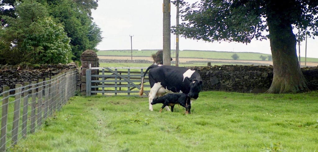Cow with newborn calf 18.8.92 13