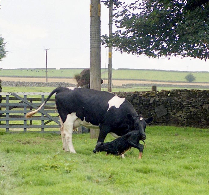 Cow with newborn calf 18.8.92 14