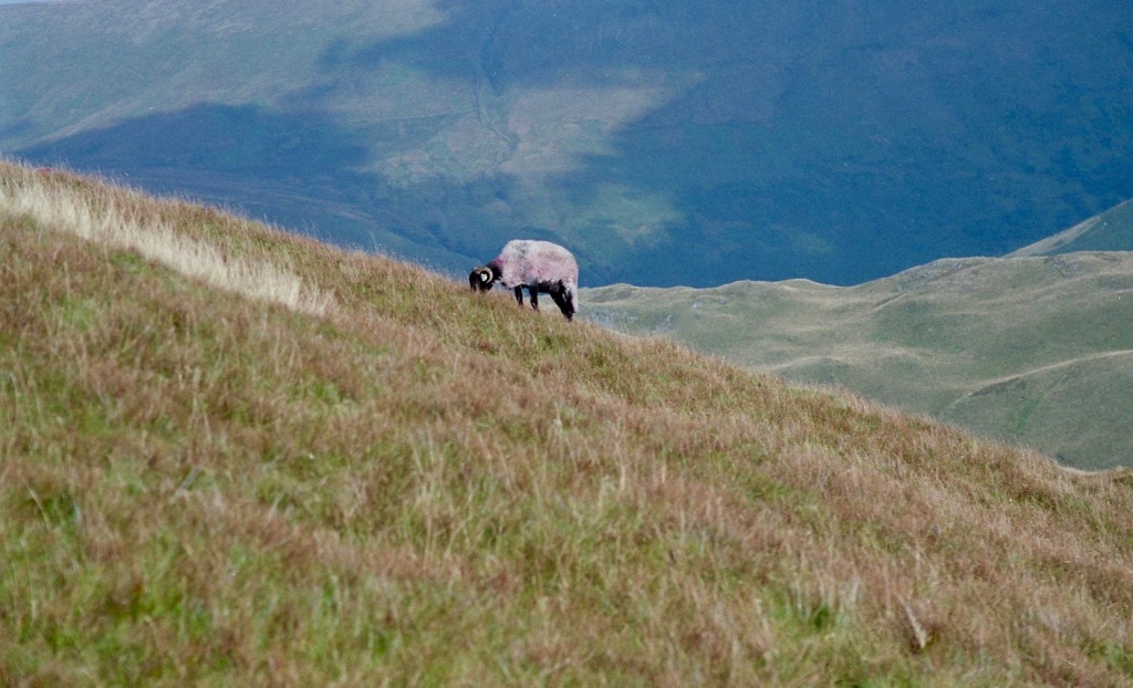 Mountain sheep on Place Fell 18.8.92 2