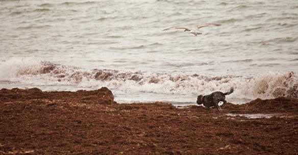 Dog, gull, seaweed