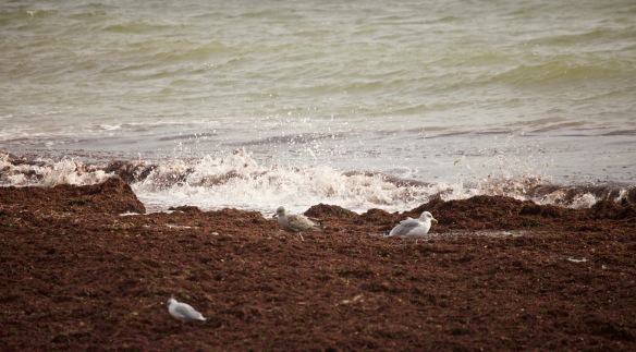 Gulls, seaweed, spray