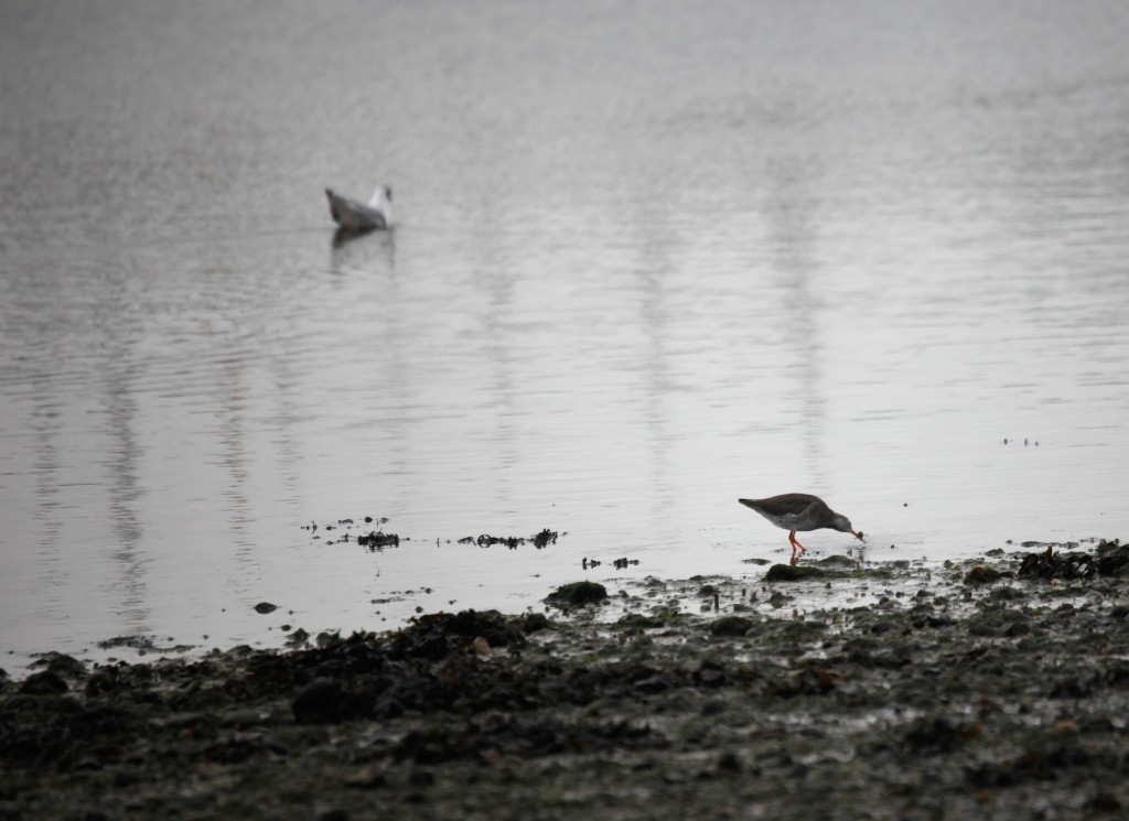 Redshank and gull