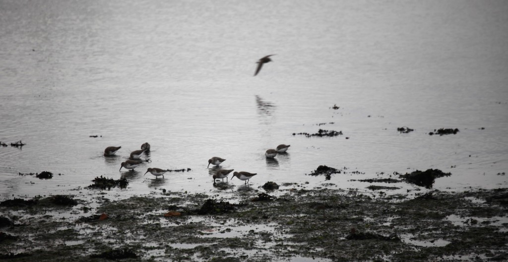 Wading birds