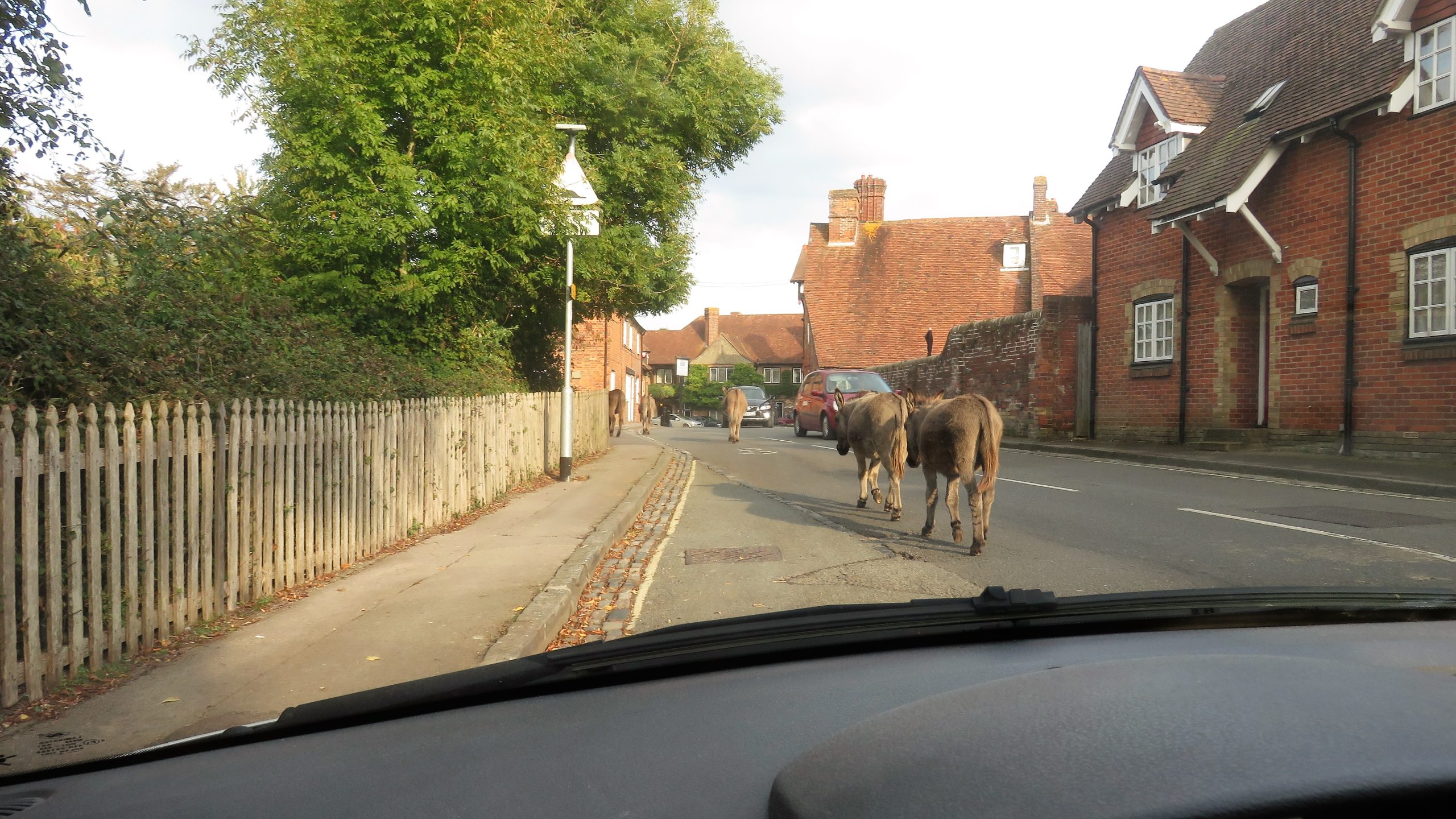 Donkeys on road