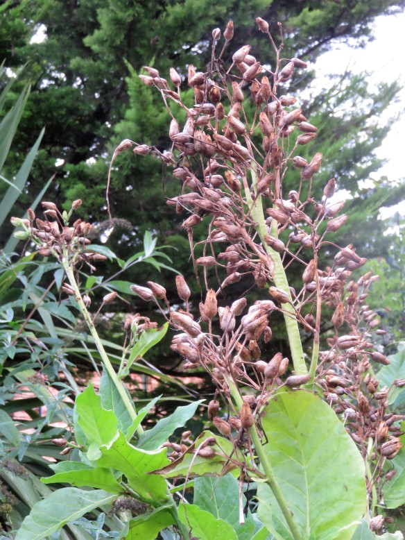 nicotiana sylvestris seed pods