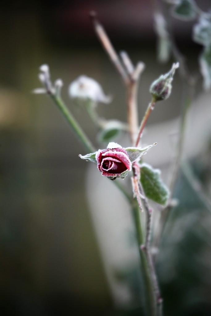 Frost on rose