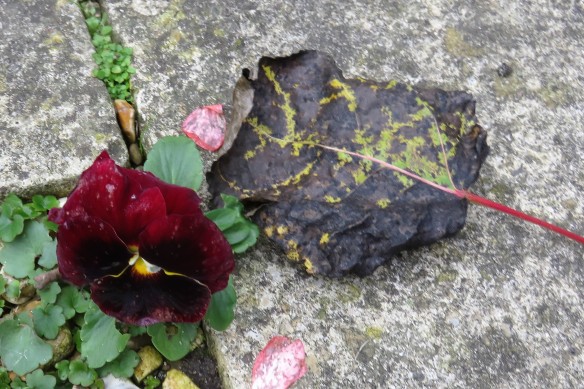 Pansy and autumn leaf