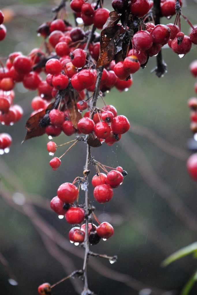 Crab apples with raindrops