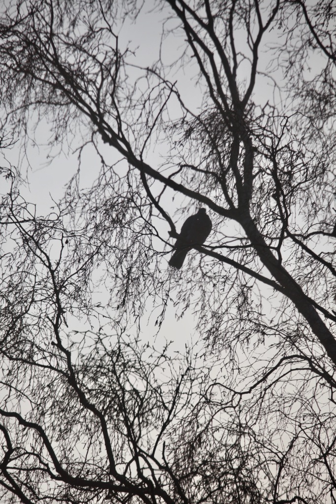 Pigeon in misty tree 2