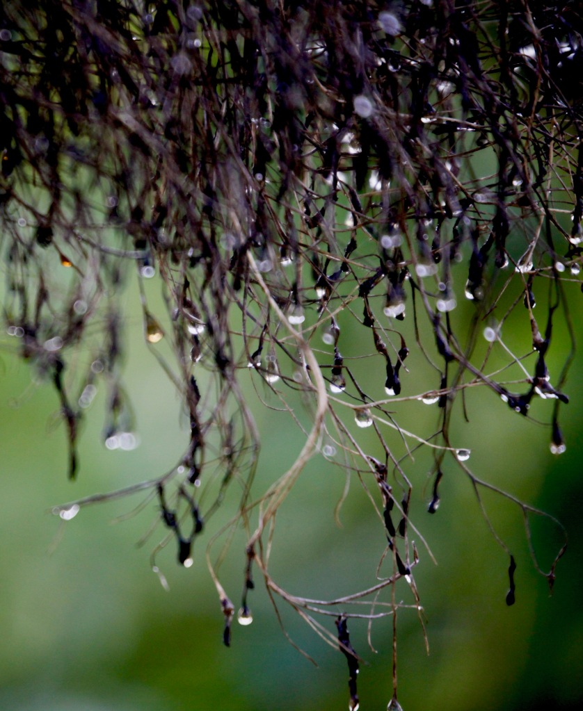Raindrops on twig
