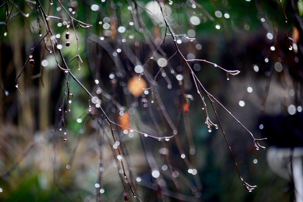 Raindrops on weeping birch 1