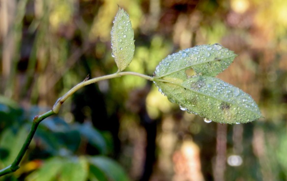 Raindrops on rose leaves