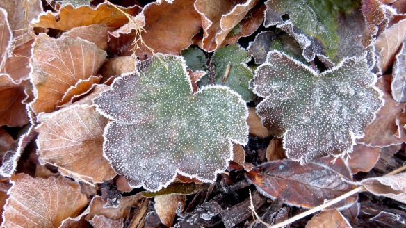 Frost on heuchera leaves