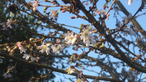 Winter flowering cherry