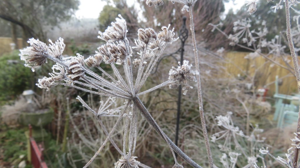 Frost on Cow parsley 2