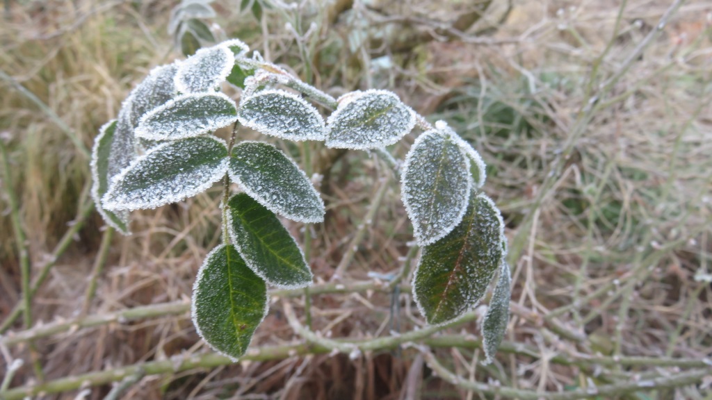 Frosted leaves 3