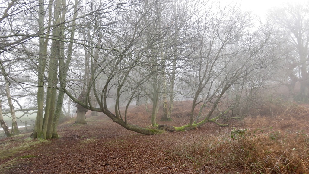 Trees in mist 2