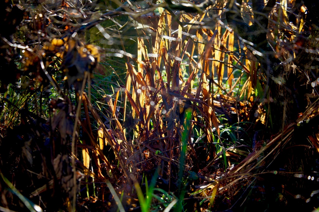 Leaves and grasses